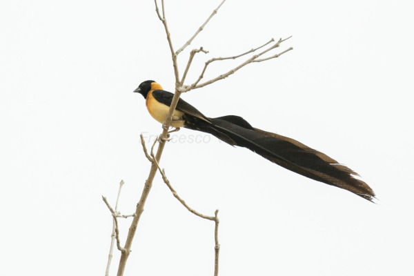 Exclamatory Paradise Whydah