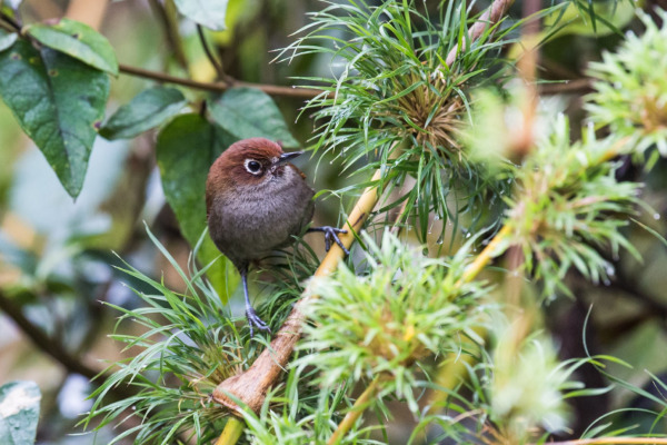 Eye-ringed Thistletail