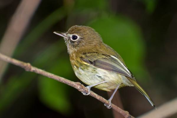 Eye-ringed Tody-Tyrant