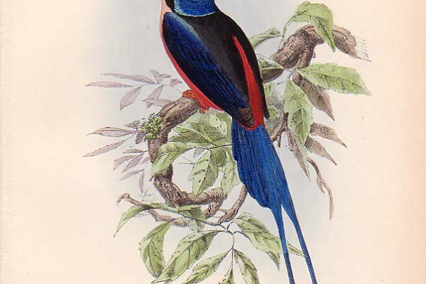 Fairy Pitta
