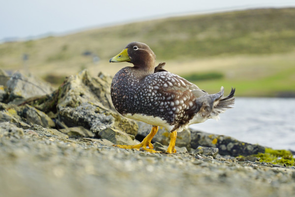 Falkland steamer duck