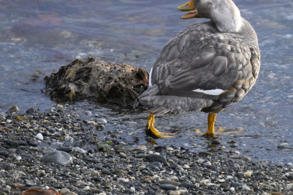 Falkland steamer duck
