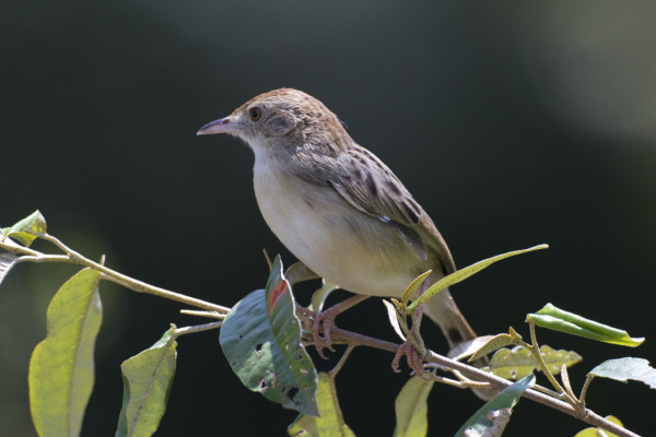 Fan-tailed Cisticola
