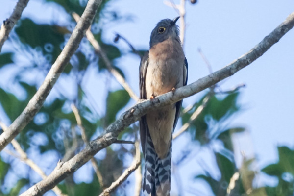 Fan-tailed Cuckoo