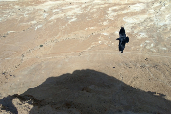 Fan-tailed Raven