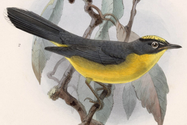 Fan-tailed Warbler
