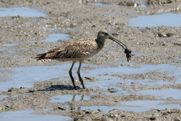 Far Eastern Curlew