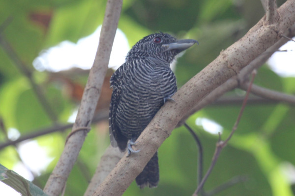 Fasciated Antshrike