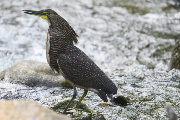 Fasciated Tiger-Heron