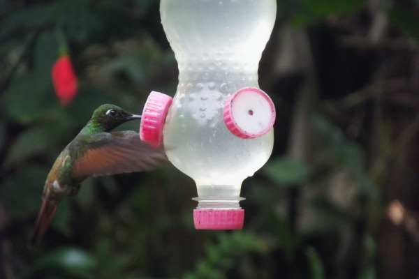 Fawn-breasted Brilliant