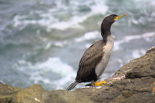 Featherstone's Shag