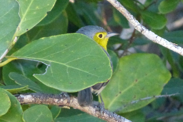 Fernandina's Flicker