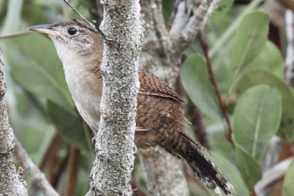 Ferninand's Babbler