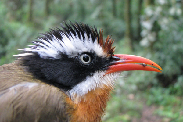 Ferruginous Babbler