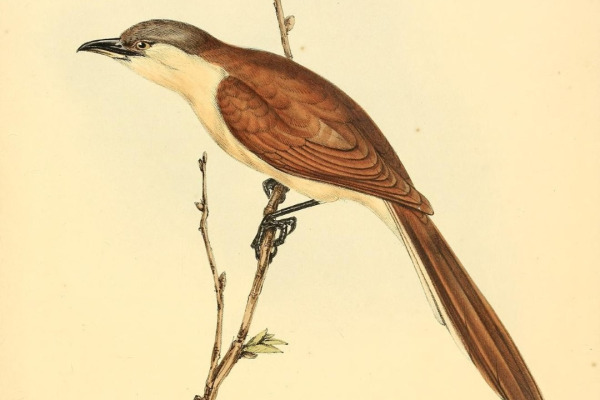 Ferruginous Cuckoo
