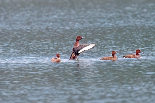 Ferruginous Duck