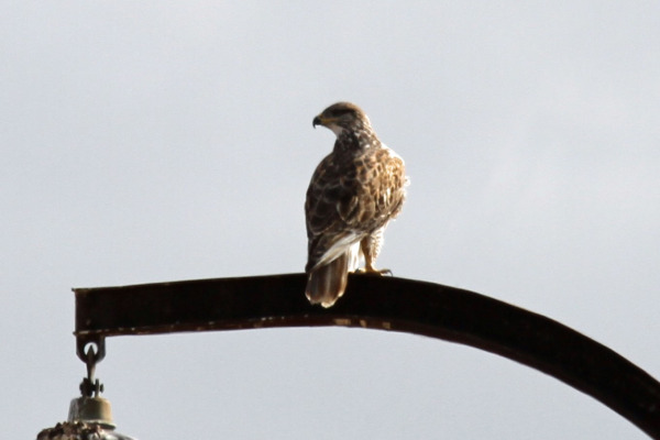 Ferruginous Hawk