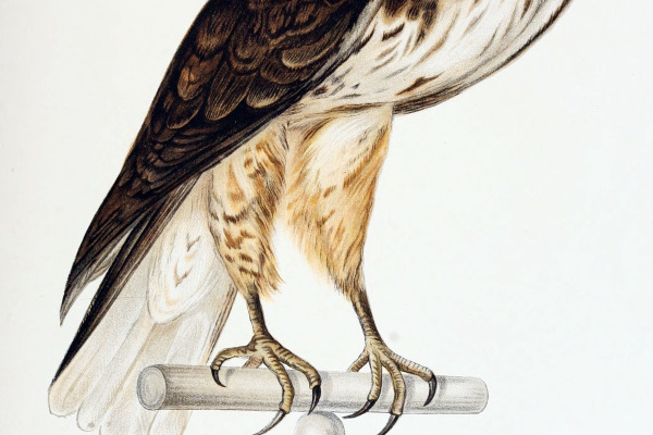 Ferruginous Hawk