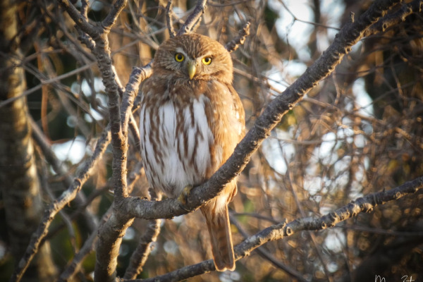 Ferruginous Pygmy Owl