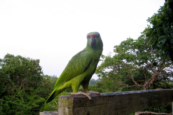 Festive Parrot