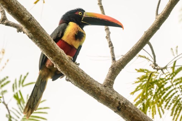 Fiery-billed aracari