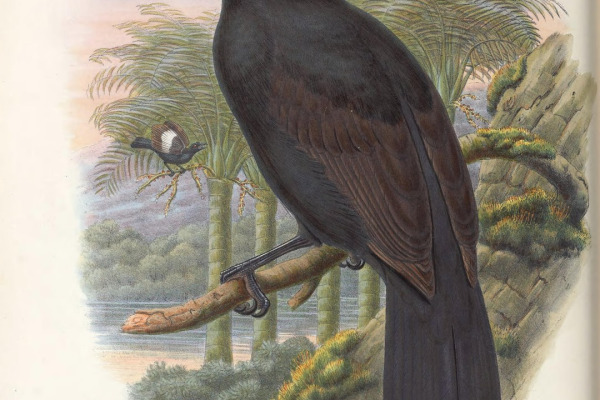 Fiery-browed Starling