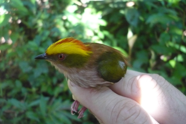 Fiery-capped Manakin
