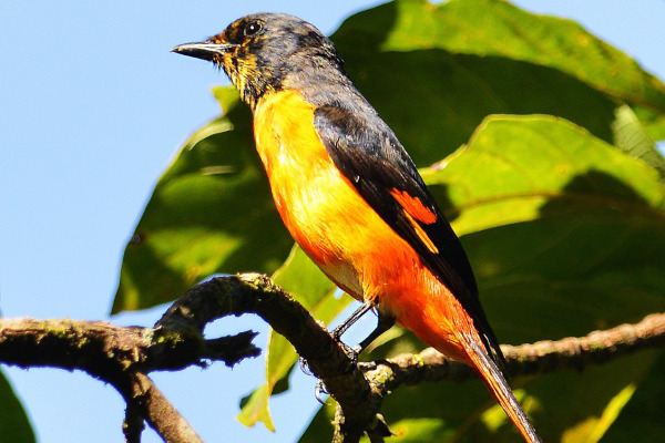 Fiery Minivet