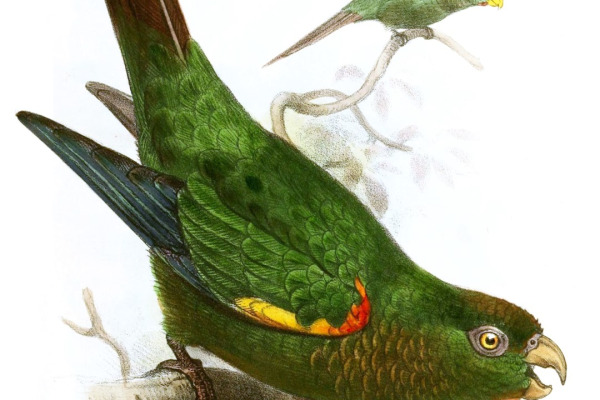 Fiery-shouldered Conure