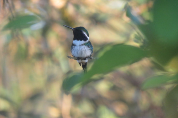 Fiery-throated Hummingbird