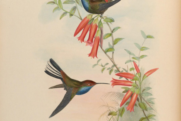 Fiery-throated Hummingbird