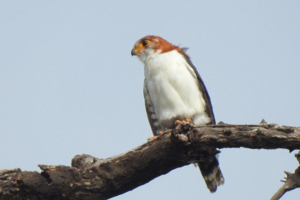 Fiji Goshawk