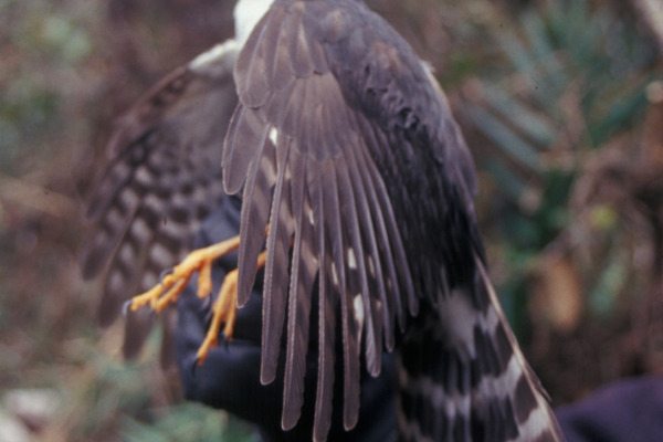 Fiji Goshawk