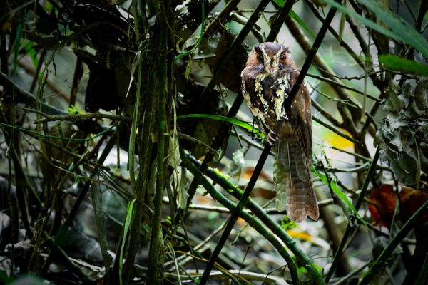 Fiji owlet-nightjar