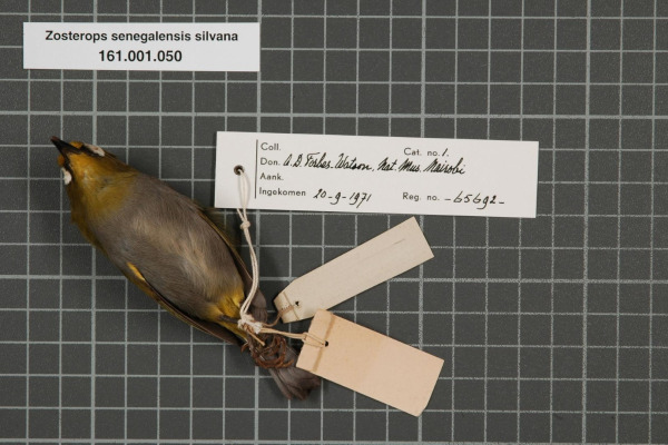 Fiji White-eye