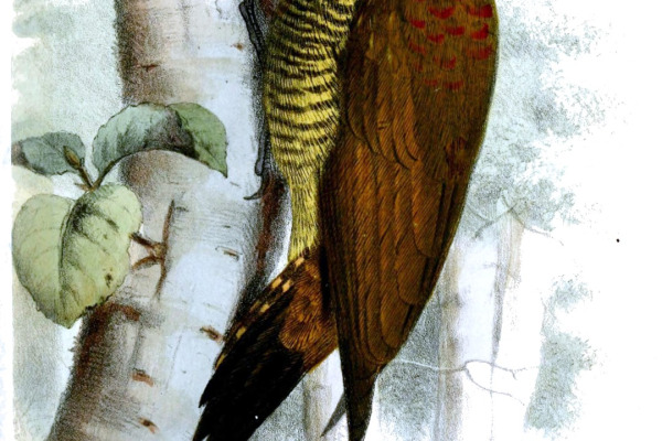 Fine-spotted Woodpecker