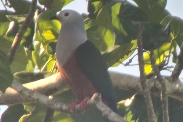 Finsch's Imperial Pigeon