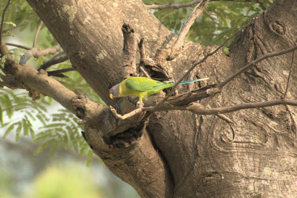 Finsch's Parakeet