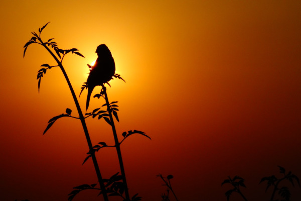 Finsch's Wheatear