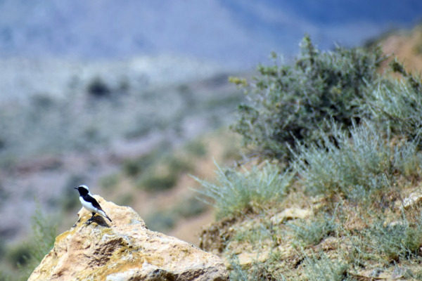 Finsch's Wheatear