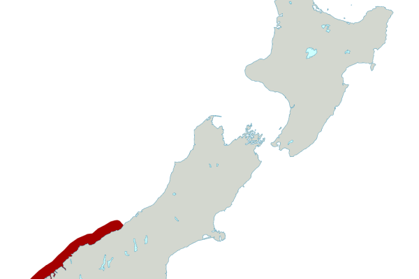 Fiordland penguin