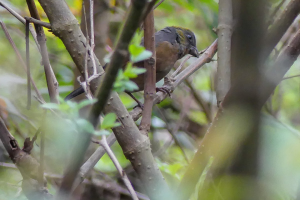 Fire-tailed Myzornis