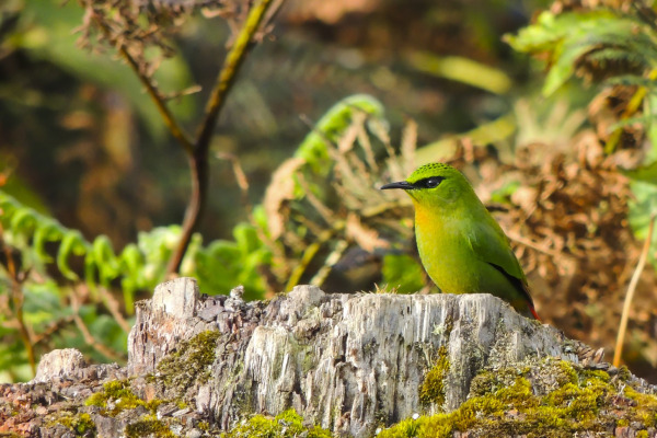 Fire-tailed Myzornis