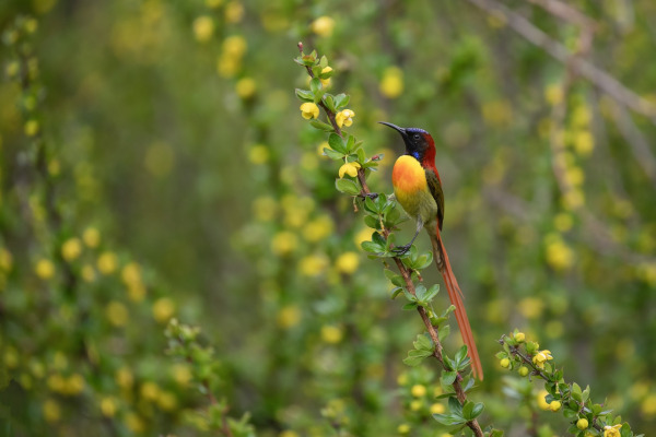Fire-tailed sunbird