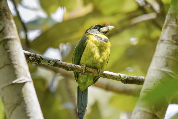 Fire-tufted barbet