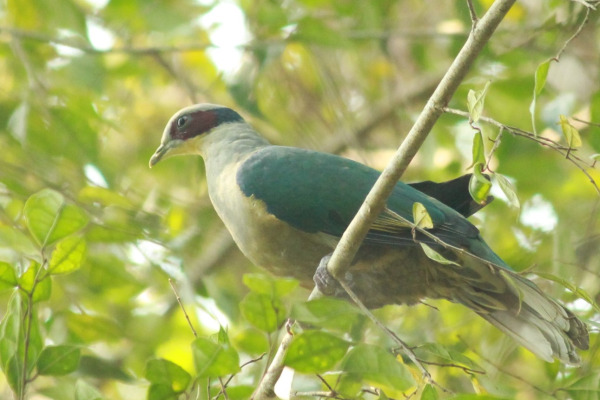 Fischer's Fruit Dove