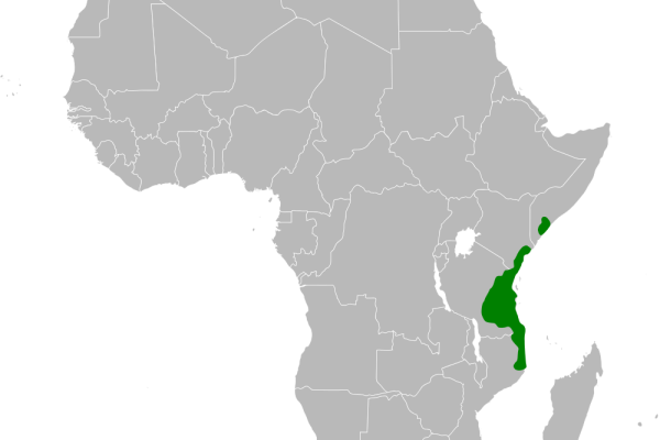 Fischer's Greenbul