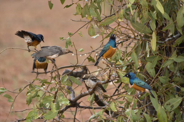 Fischer's Starling