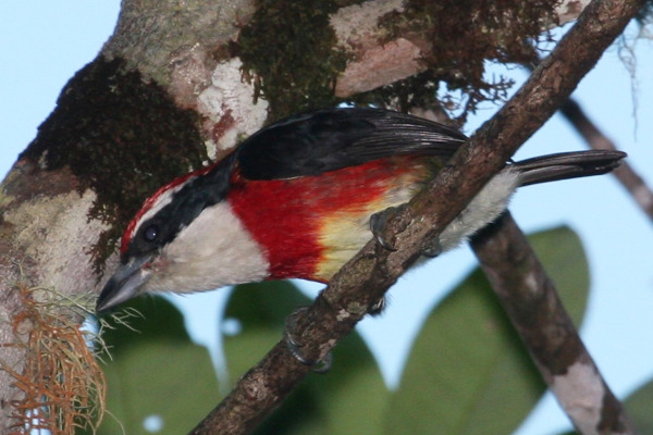 Fitzpatrick's barbet