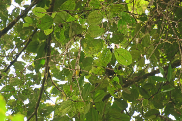 Five-colored Barbet